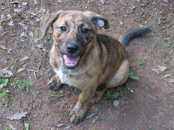 Como Cuidar De Um Cachorro Filhote Guia Completo Habitatcorpus Org