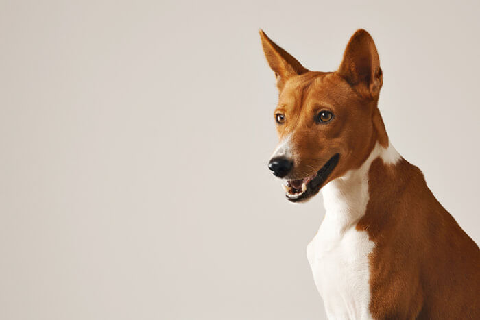 A imagem mostra um cachorro Basenji sentado, olhando para o lado. A imagem mostra um cachorro Basenji sentado, olhando para o lado.