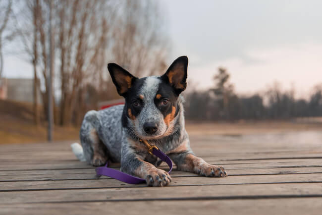 A imagem mostra um Blue Heeler deitado ao lar livre, com guia e coleira.