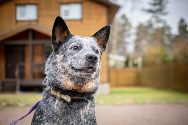 A imagem mostra um Blue Heeler em frente a uma casa