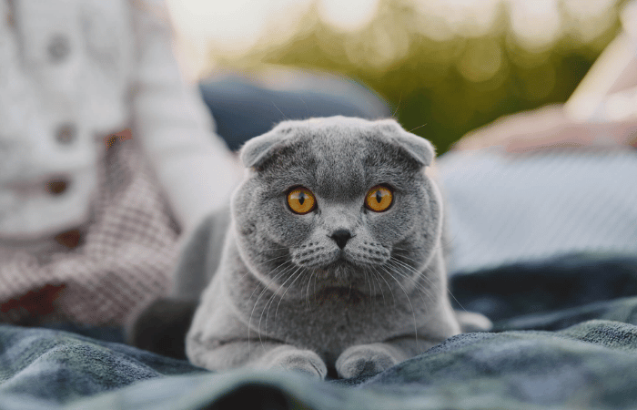 british short hair gato da alice deitado british short hair gato da alice deitado