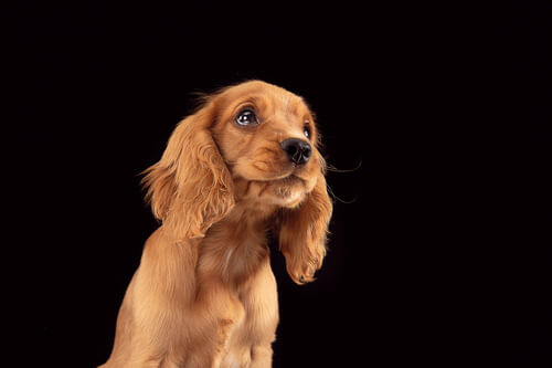 Cocker Spaniel Inglês: veja as características na PremieRpet