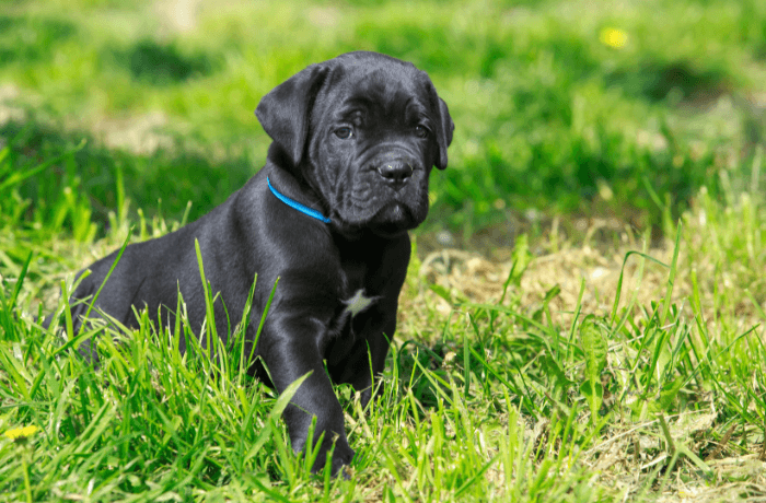 Foto de um filhote preto de cane corso com coleira azul no meio do mato Foto de um filhote preto de cane corso com coleira azul no meio do mato