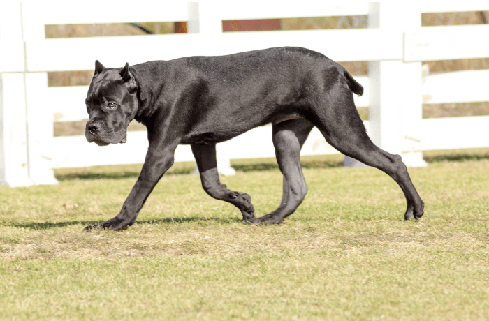 A imagem mostra um cane corso preto adulto andando pelo gramado A imagem mostra um cane corso preto adulto andando pelo gramado
