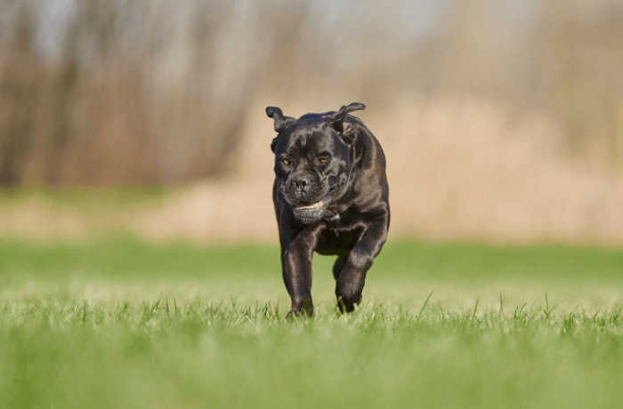 Foto de um cane corso preto correndo no gramado Foto de um cane corso preto correndo no gramado
