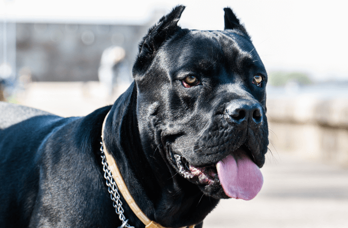 A imagem mostra o rosto de um cane corso preto com coleiras A imagem mostra o rosto de um cane corso preto com coleiras