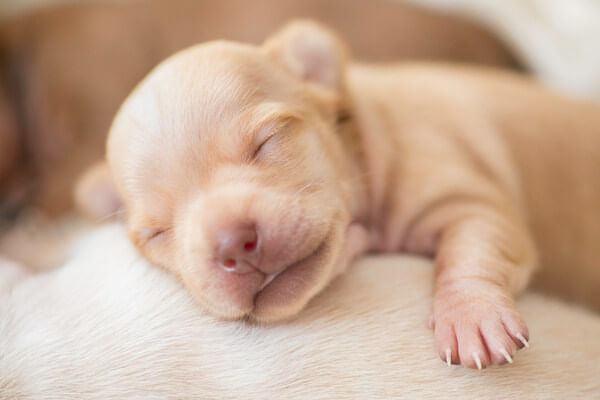Foto de um cão da raça Chihuahua recém nascido dormindo Foto de um cão da raça Chihuahua recém nascido dormindo