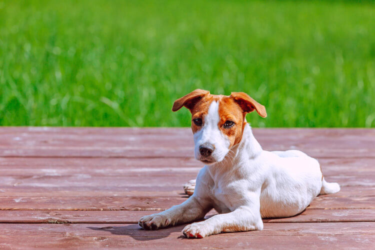 Jack Russell Terrier deitado em uma mesa de madeira ao ar livre.