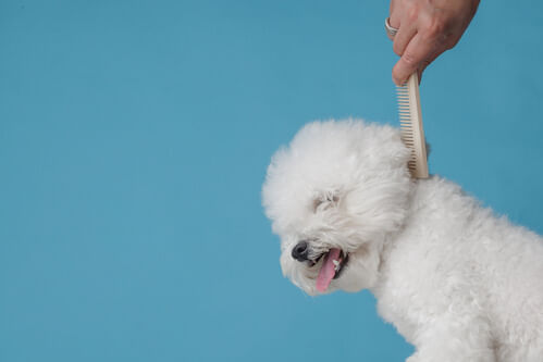 Foto de um poodle toy branco sendo penteado