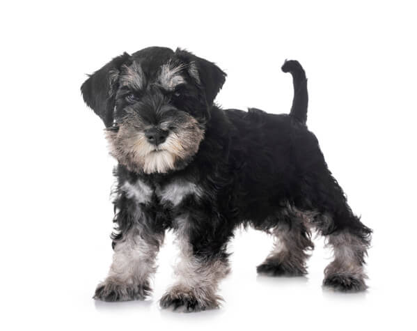 Foto de um filhote foto de Schnauzer bicolor olhando para frente Foto de um filhote foto de Schnauzer bicolor olhando para frente