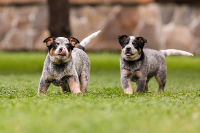 A imagem mostra dois filhotes de Blue Heeler brincando em um gramado.