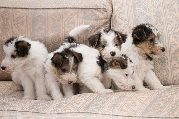 foto de 5 filhotes de cachorro da raça fox terrier em cima de um sofá