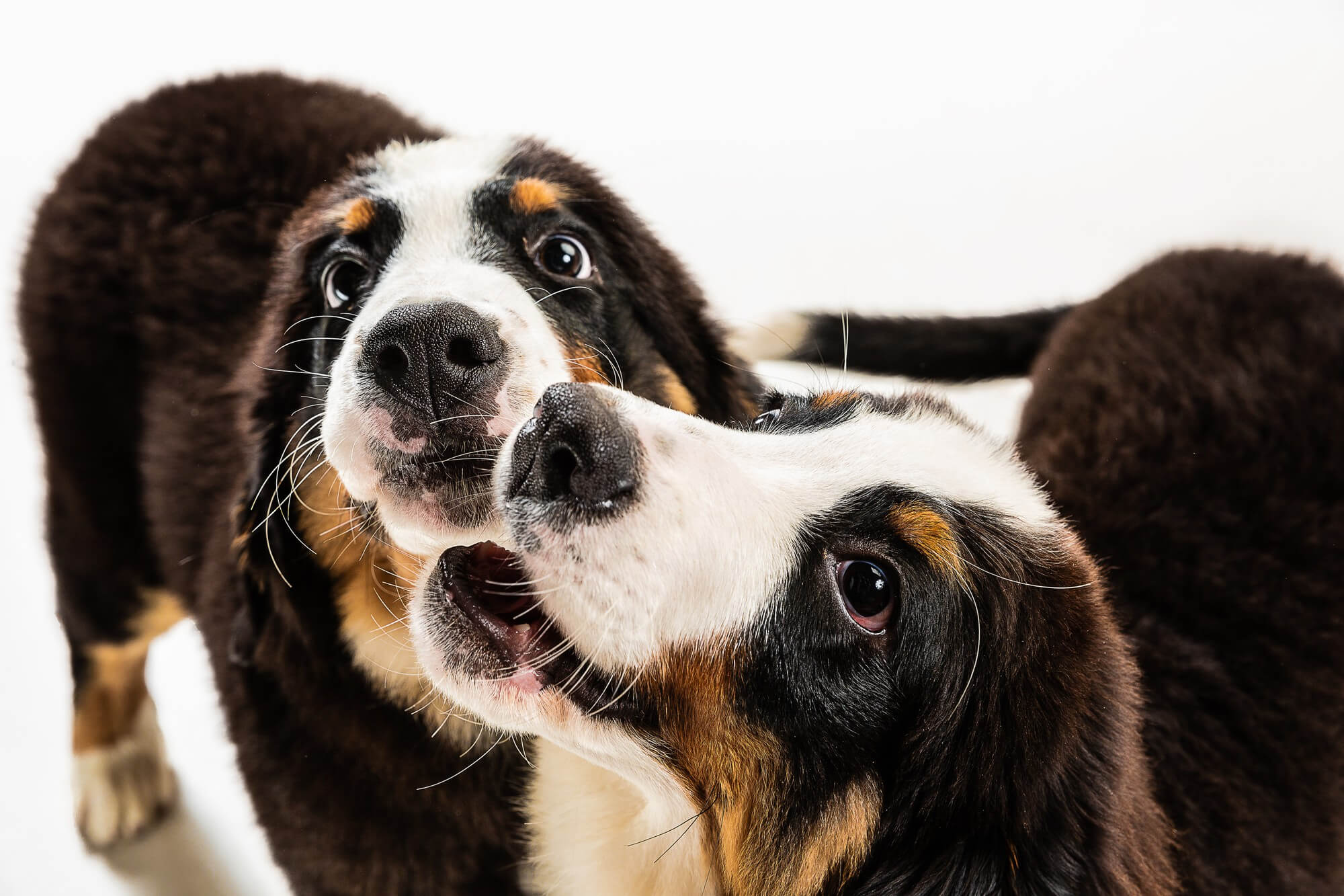 Foto de dois filhotes de bernese brincando