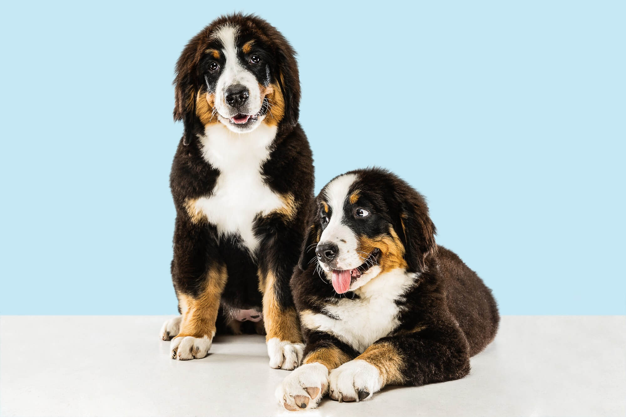 Foto de dois cachorros da raça bernese (um sentado e outro deitado) em um fundo azul