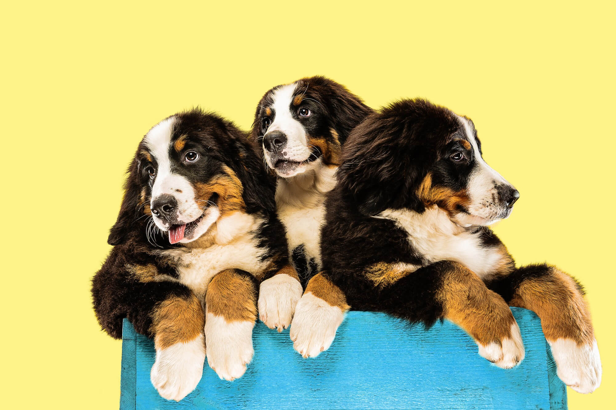Foto de três cachorros da raça bernese enrolados em um pano azul em um fundo amarelo
