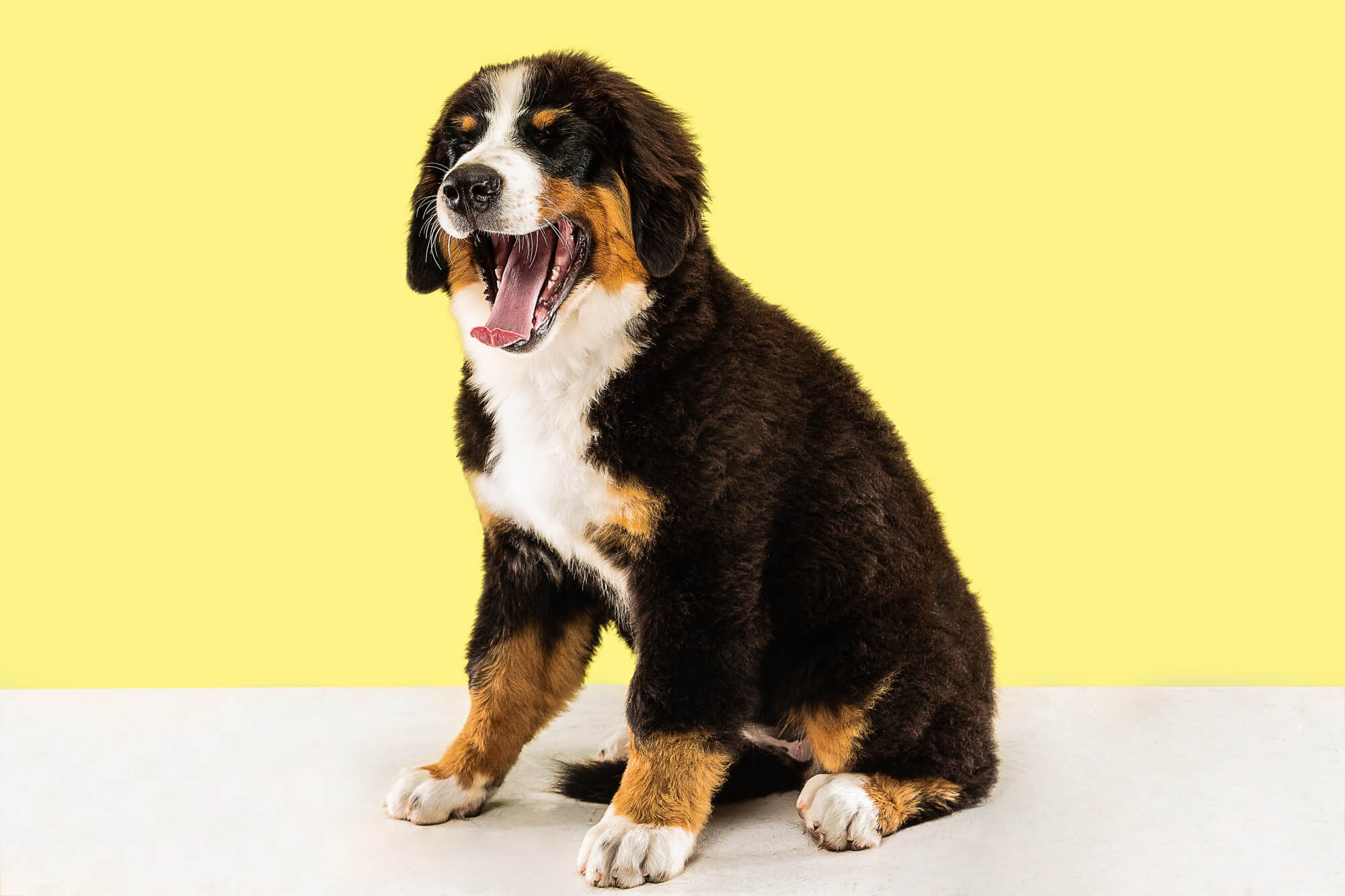 Foto de um cachorro filhote da raça bernese bocejando em um fundo amarelo