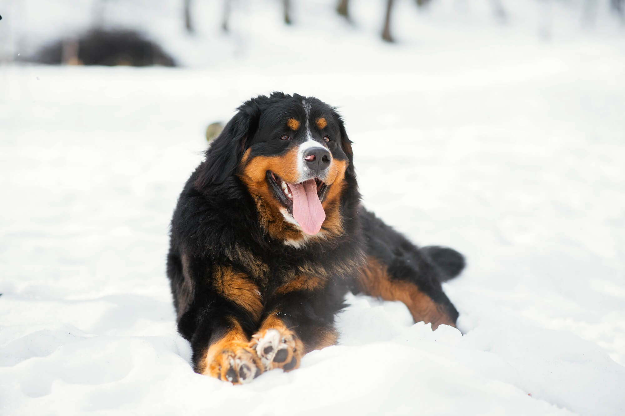 Foto de um cachorro da raça bernese deitado na neve