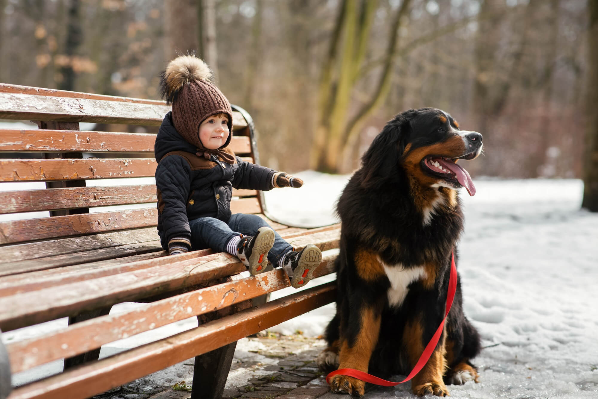 A imagem mostra uma criança sentada em um banco de madeira na neve acompanhada de um cachorro da raça bernese na coleira