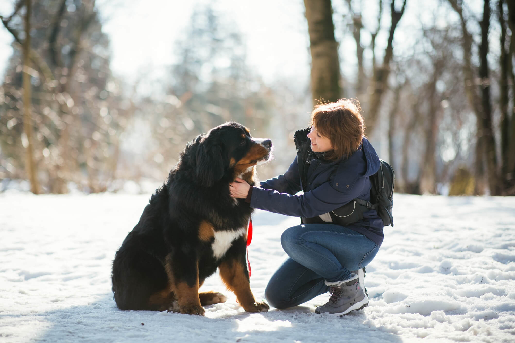 A imagem mostra uma tutora passando comandos de adestramento para um cachorro da raça bernese