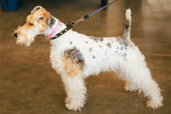 Foto de um cachorro da raça fox terrier de pelo duro na coleira