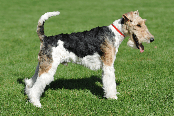 Foto de um cachorro da raça fox terrier de pelo duro na grama