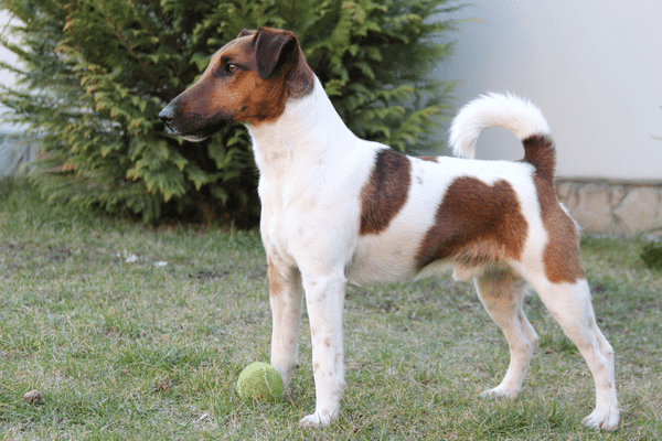 Foto de um cachorro da raça fox terrier de pelo liso na grama brincando