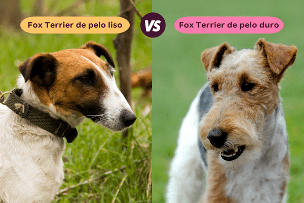 Montagem de fotos fazendo um comparativo entre o fox terrier de pelo liso e o de pelo duro