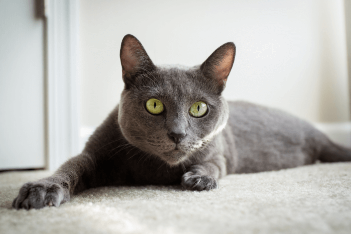 Gato azul russo, que tem pelagem cinza e olhos verdes, deitado em um tapete olhando para frente
