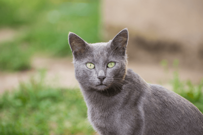 Gato azul russo, com pelo cinza e olhos verdes, em espaço externo com grama