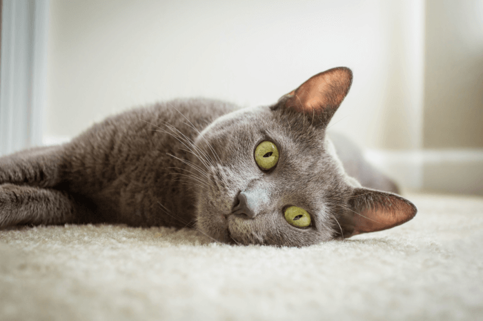 Gato azul russo, que tem pelagem cinza e olhos verdes, deitado com a cabeça encostada em um tapete