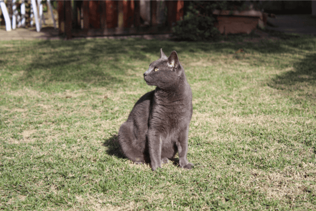 A imagem mostra um gato da raça korat sentado no gramado olhando para a direita A imagem mostra um gato da raça korat sentado no gramado olhando para a direita