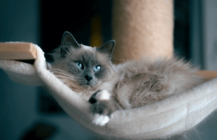 gato ragdoll cinza de olho azul