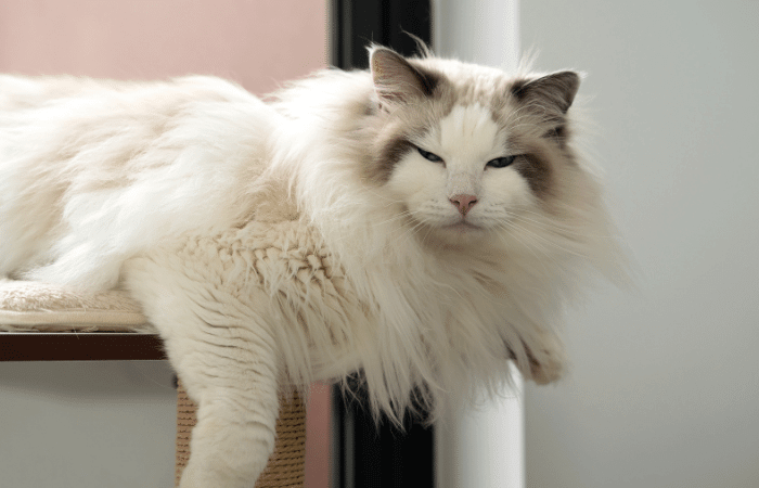 gato ragdoll deitado no arranhador