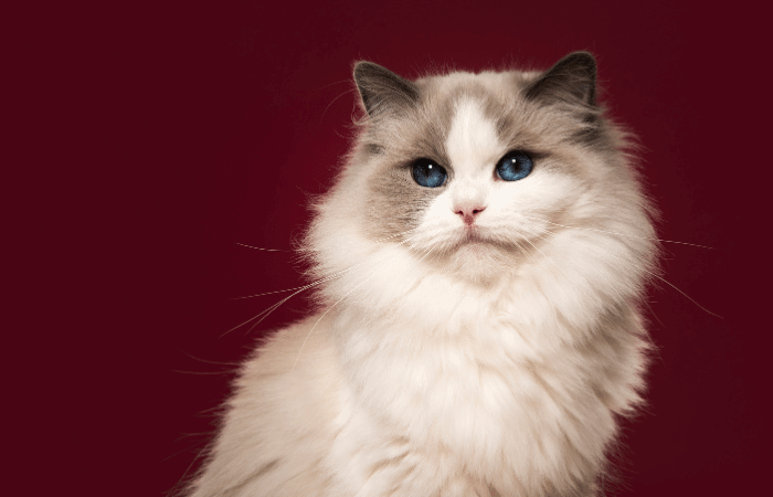 gato ragdoll muito fofo pousando para foto