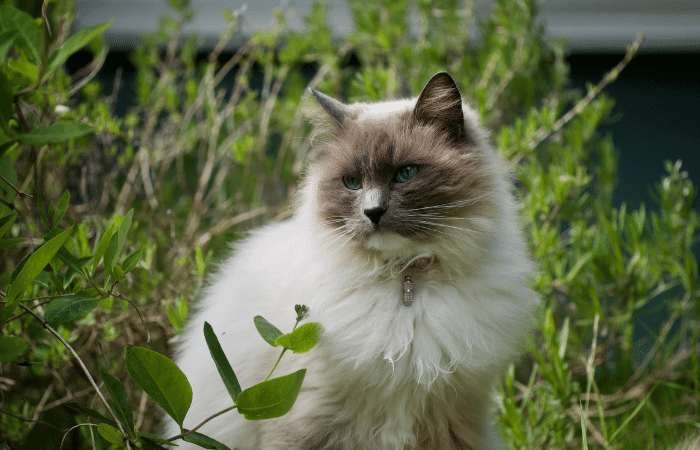 gato ragdoll no mato