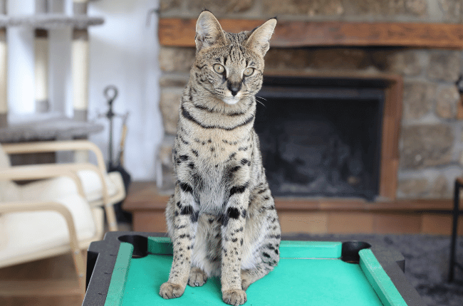 Imagem de um gato Savannah em cima de uma mesa sentado.
