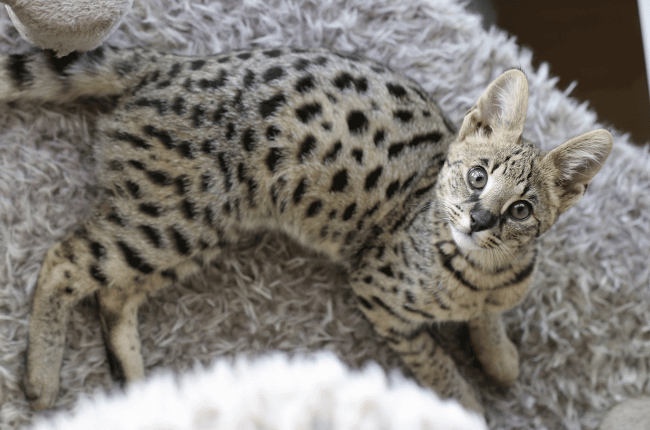 A imagem mostra um gato Savannah filhote deitado.