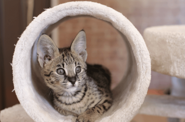 A imagem mostra um gato Savannah filhote em um arranhador.