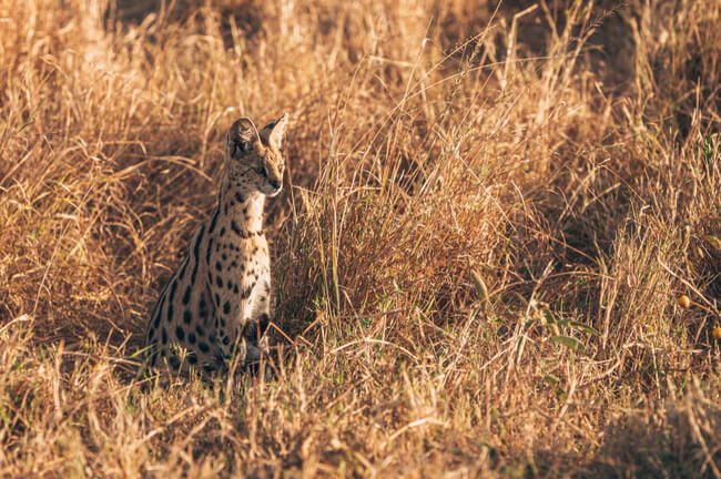 A imagem mostra um gato Savannah sentado em um campo.