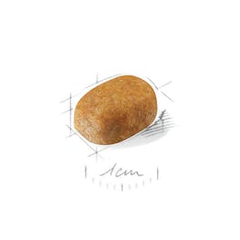 Foto-do-produto-Racao-Caes-Royal-Canin-Maltes-Puppy-1kg-no-petshop-online-da-Tudo-de-Bicho