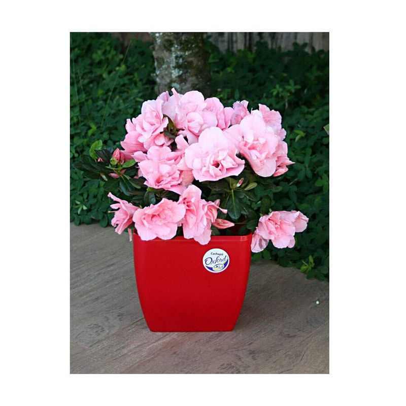 Foto-do-produto-Vaso-Oxford-Quadrado-Vermelho-Okla-12-Litros-no-petshop-online-da-Tudo-de-Bicho
