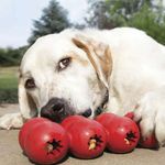 Foto-do-produto-Brinquedo-Interativo-Caes-Kong-Goodie-Ribbon-Medium-no-petshop-online-da-Tudo-de-Bicho