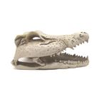 Foto-do-produto-Enfeite-de-Resina-Esqueleto-Cabeca-de-Crocodilo-Soma-Pequeno-no-petshop-online-da-Tudo-de-Bicho