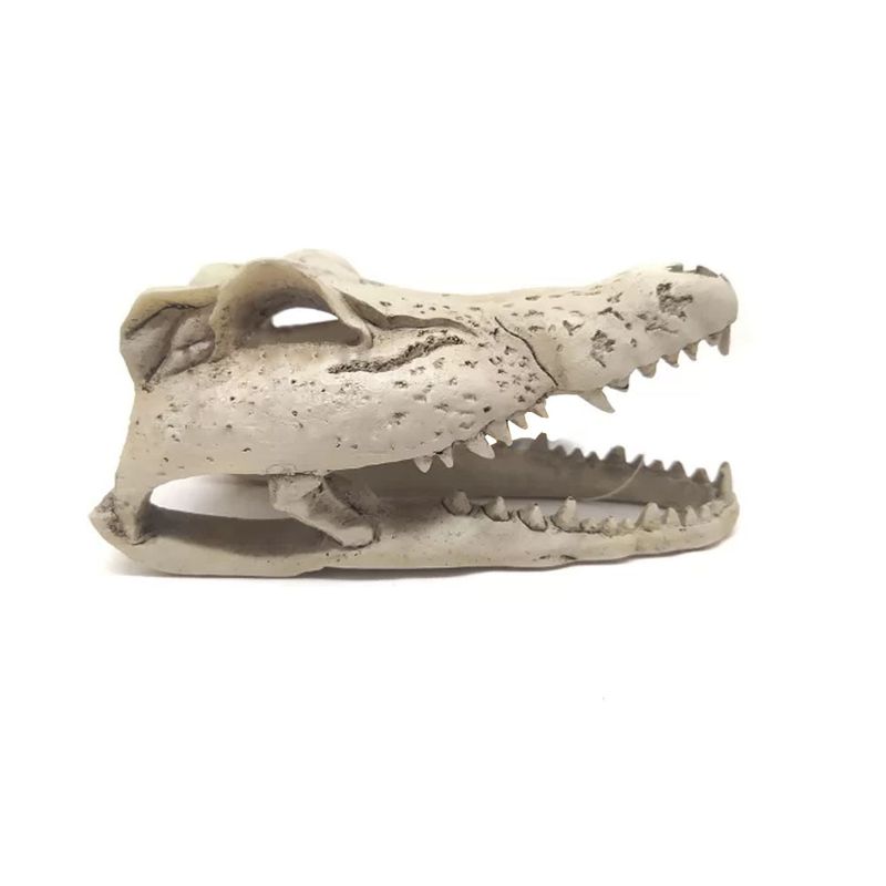 Foto-do-produto-Enfeite-de-Resina-Esqueleto-Cabeca-de-Crocodilo-Soma-Pequeno-no-petshop-online-da-Tudo-de-Bicho