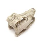 Foto-do-produto-Enfeite-de-Resina-Esqueleto-Cabeca-de-Crocodilo-Soma-Pequeno-no-petshop-online-da-Tudo-de-Bicho