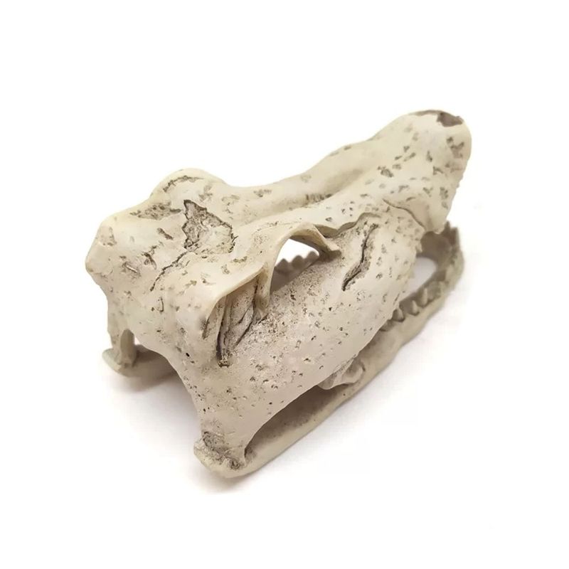 Foto-do-produto-Enfeite-de-Resina-Esqueleto-Cabeca-de-Crocodilo-Soma-Pequeno-no-petshop-online-da-Tudo-de-Bicho