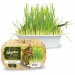 Foto-do-produto-Graminha-para-Gatos-Green-Digestive-Grass-Ipet-50g-no-petshop-online-da-Tudo-de-Bicho