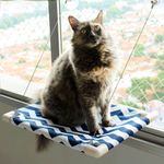 Foto-do-produto-Cama-Suspensa-Para-Gatos-Catbed-Gatton-King-Shark-no-petshop-online-da-Tudo-de-Bicho