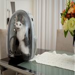 Foto-do-produto-Mochila-Capsula-Tutelo-no-pet-shop-online-da-Tudo-de-Bicho