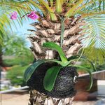 Foto-do-produto-Fixador-para-Orquidea-em-Arvores-no-pet-shop-online-da-Tudo-de-Bicho